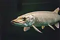 Bei diesem Hecht sieht man die Kiemenöffnung gut hinter dem Auge. So ist es bei allen Fischen.