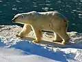 Ein Eisbär auf einer Eisscholle in der Arktis