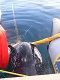 Ein gefangener Narwal mit seinem Horn