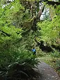 Regenwald in den USA