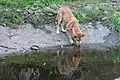 Auch Tiere brauchen Wasser, sie werden aber nicht so schnell krank, wenn sie Wasser aus Seen trinken.