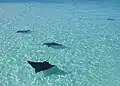 Rochen leben auch in der Nähe der Küste im flachen Wasser.