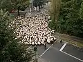 Ein Schafhirte mit seiner Herde geht früh morgens durch Köln.
