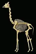 Die Giraffe hat sehr lange Halswirbel.