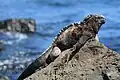 Eine Meeresechse auf den Galapagosinseln. Die ganze Insel ist als Naturreservat geschützt.