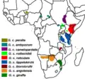 An diesen Orten in Afrika leben die verschiedenen Giraffenarten.