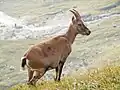 Steinbock in den Julischen Alpen
