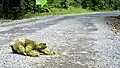 Ein Dreifinger-Faultier auf einer Straße in Costa Rica