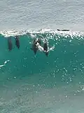Delfine beim Surfen vor der australischen Küste