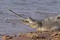 Der Gangesgavial ist ein Krokodil, das Fische im Fluss frisst.