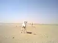Kamele in der Wüste von Kuwait