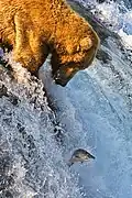 Grizzly-Bär beim Lachsfang