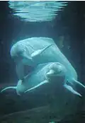 Der Amazonasdelfin schwimmt in Flüssen Südamerikas wie dem Orinoco.
