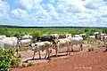 In einem landwirtschaftlichen Schutzgebiet, Rio Geba