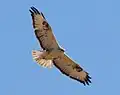 Adlerbussard