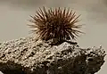 Ein Seeigel