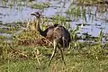Der Große Rhea, hier einer in Brasilien, wird vor Ort auch Nandu genannt.