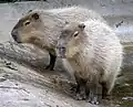 Zwei Capybaras in einem Zoo. Die Tiere leben nicht nur in der Pampa, sondern auch woanders in Südamerika.