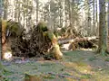 Vom Wind entwurzelte Fichten: Flachwurzler sind bei Sturm gefährdet.