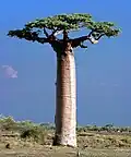 So sieht die typische Art auf Madagaskar aus, der größten afrikanischen Insel.