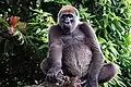 In einem Nationalpark werden diese Gorillas vor dem Aussterben geschützt.