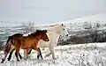 Wilde Pferde im Šar-Gebirge