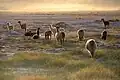 Eine Lamaherde in der chilenischen Steppe