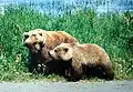 Grizzly-Bären in Alaska