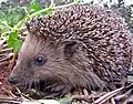 Auch Igel halten Winterschlaf, machen dabei aber auch Pausen und wachen auf.