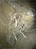 Der Archaeopteryx war ein Dinosaurier mit Flügeln