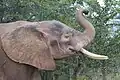 Ein betroffener Elefant im Kruger-Nationalpark in Südafrika