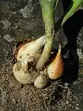 Rund um die Mutterzwiebel sind Tochterzwiebeln gewachsen.