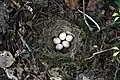 Nest eines Rotkehlchens