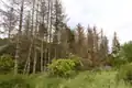 Solche Schäden richten die Borkenkäfer an.