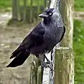 Eine Dohle auf einem Gartenzaun