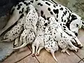 Welpen saugen Milch bei ihrer Mutter.