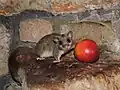 Früchte sind als Nahrung stets willkommen.
