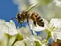 Eine Honigbiene auf der Blüte eines Trauben-Kirschbaums