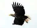 Europäischer Seeadler