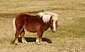 Ein Shetland-Pony
