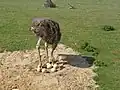 Strauß mit Nest