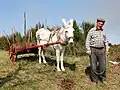 Ein Esel bei der Arbeit in Portugal