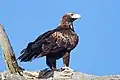 Keilschwanzadler