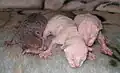 Diese Kätzchen sind vor einem Tag geboren.