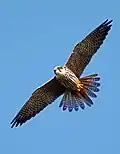 Ein Baumfalke im Flug