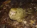 Der Kakapo ist sehr stark vom Aussterben bedroht. Im Jahr 1994 gab es nur noch 47 dieser flugunfähigen Papageienart aus Neuseeland.