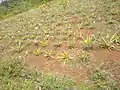 Ein Feld mit Ananas-Pflanzen in Mexiko
