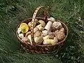Ein Korb mit essbaren Pilzen