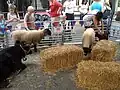 An einer Straße in Großbritannien: Ein kleiner Streichelzoo für Kinder wurde eingerichtet.