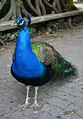 Männchen tragen am Hals leuchtend blaue Federn.